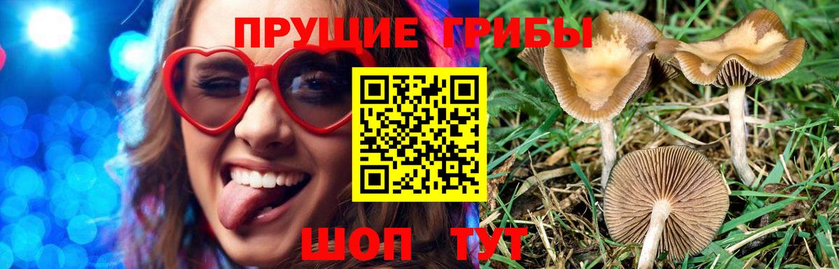 Галлюциногенные грибы Cubensis Каменка